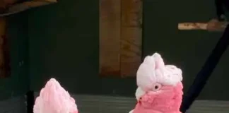 Papageien